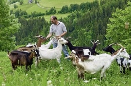 Postupanje sa životinjama u organskoj proizvodnji