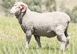 Selekcija ovaca na bazi spoljašnjeg izgleda