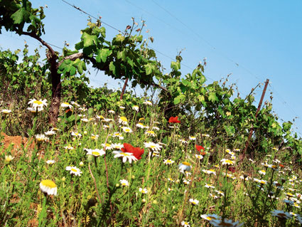 Виноградарство у оквиру одрживе пољопривреде
