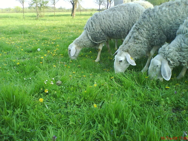 Подсејавање травњака