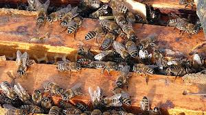 Lečenje pčelinjim proizvodima (3)