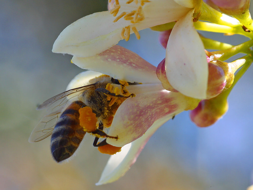 Март - радови у пчелињаку