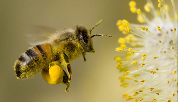 Фактори који утичу на принос пчелиње паше