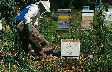 Lečenje pčelinjim proizvodima (6)