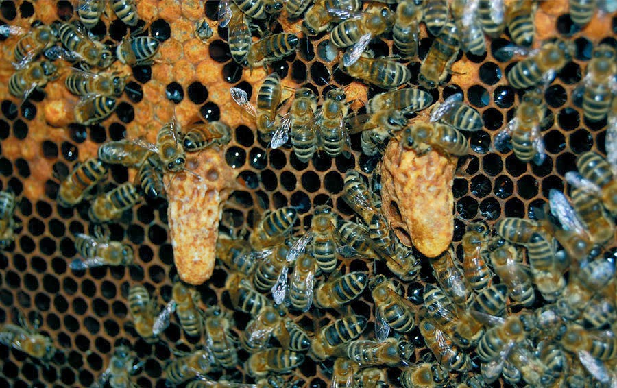 Pčelinja zajednica
