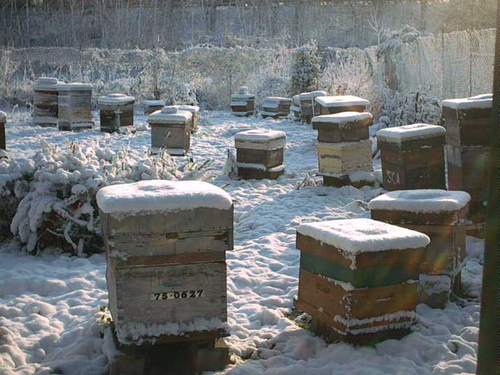 Radovi na pčelinjaku u januaru
