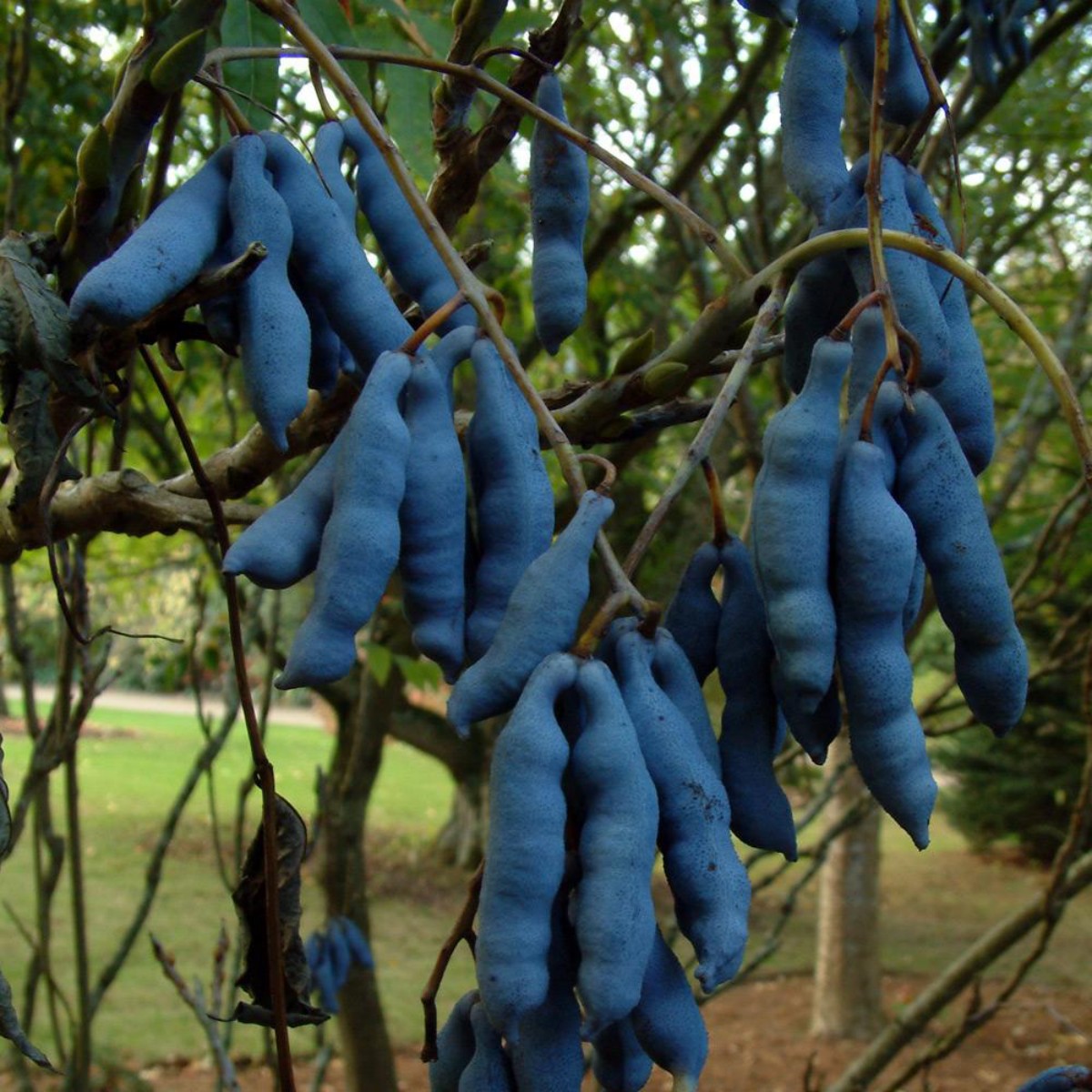 Plavi krastavac - neobično kinesko voće