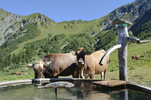 Вода и њен значај за животиње