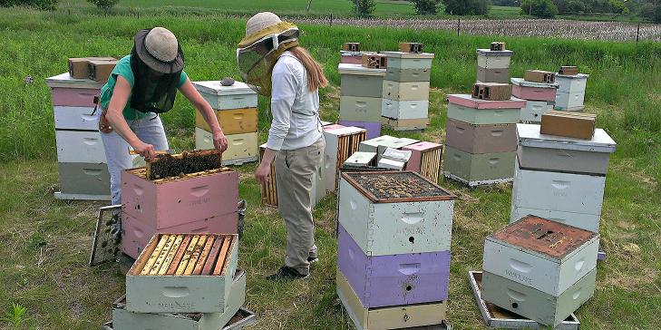 Повећање броја пчелињих друштава