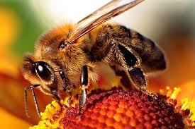 Lečenje pčelinjim proizvodima (8)