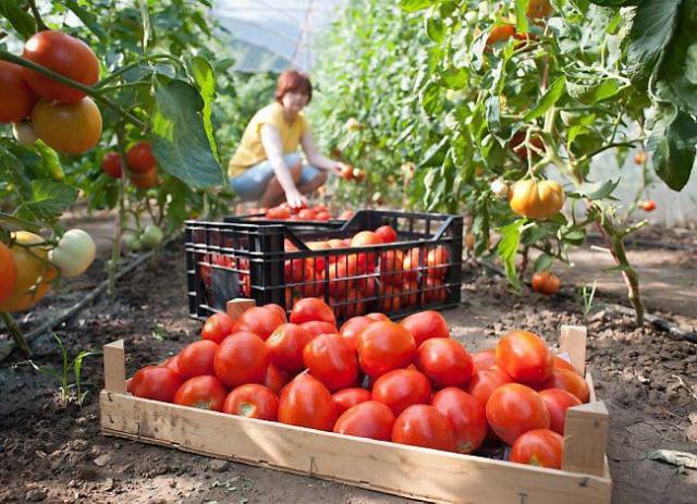 Proizvodnja paradajza u plastenicima