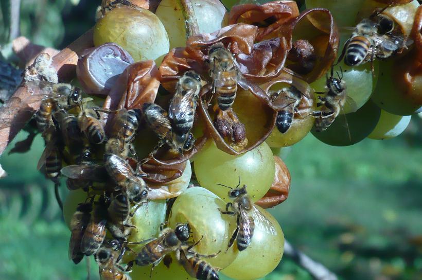 Pčele i grožđe