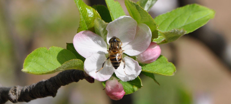Pčele i voćarstvo