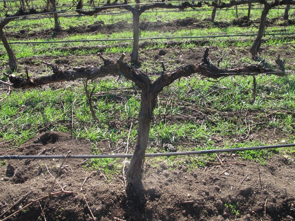 Rezidba vinograda oštećenog zimskim mrazevima