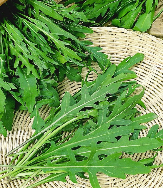 Rukola