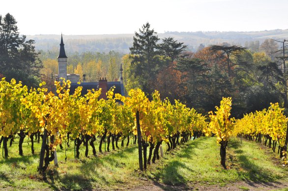 Radovi u vinogradu posle berbe