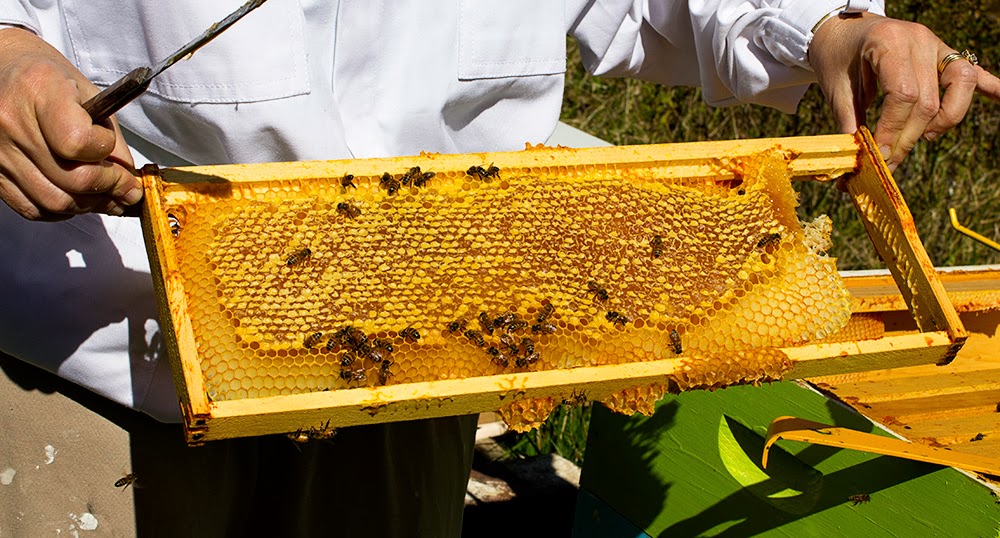Proširivanje pčelinjeg legla