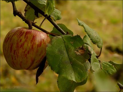 Отпорне старе сорте јабуке