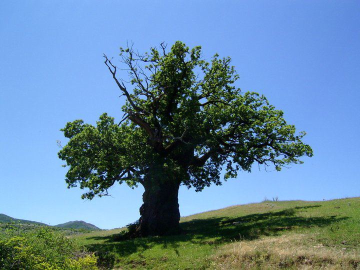 Obnavljanje preraslih stabala