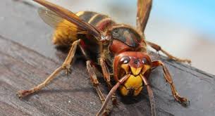 Стршљен – непријатељ пчела