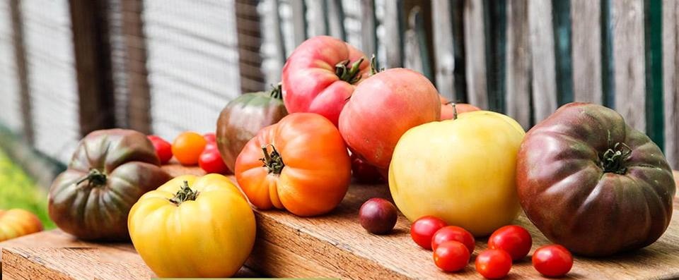 Nega paradajza – šta su to zaperci?