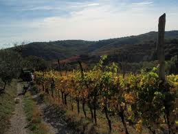 Radovi u vinogradu od novembra do januara