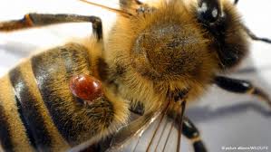 Zaštita pčela od krpelja