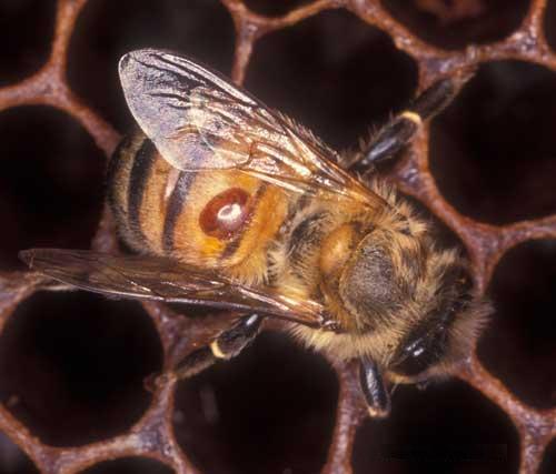 Brašnom protiv varoe pčela