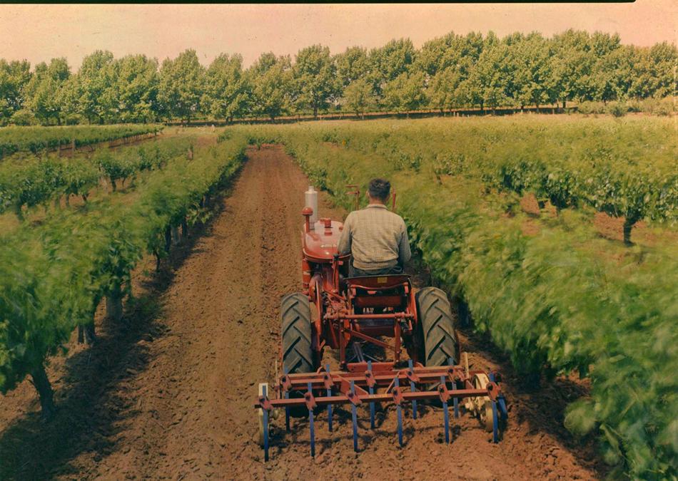 Plitka obrada vinograda