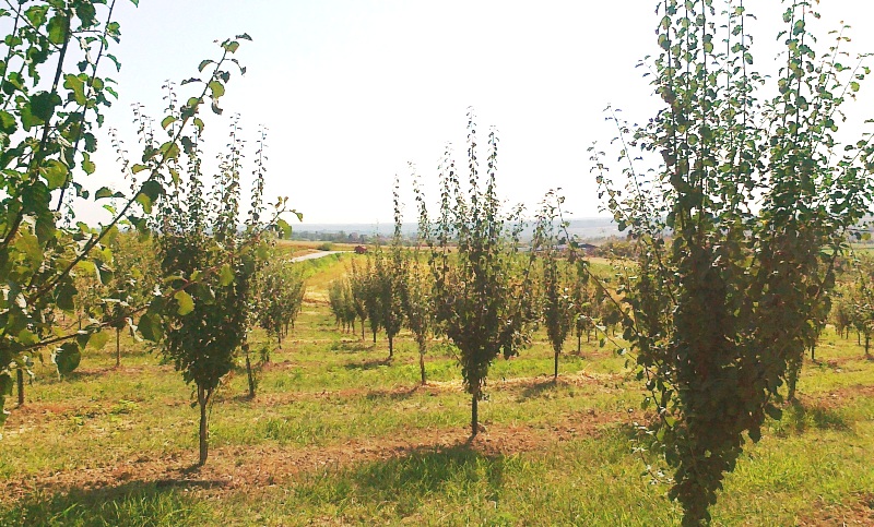 Održavanje zemljišta u voćnjaku