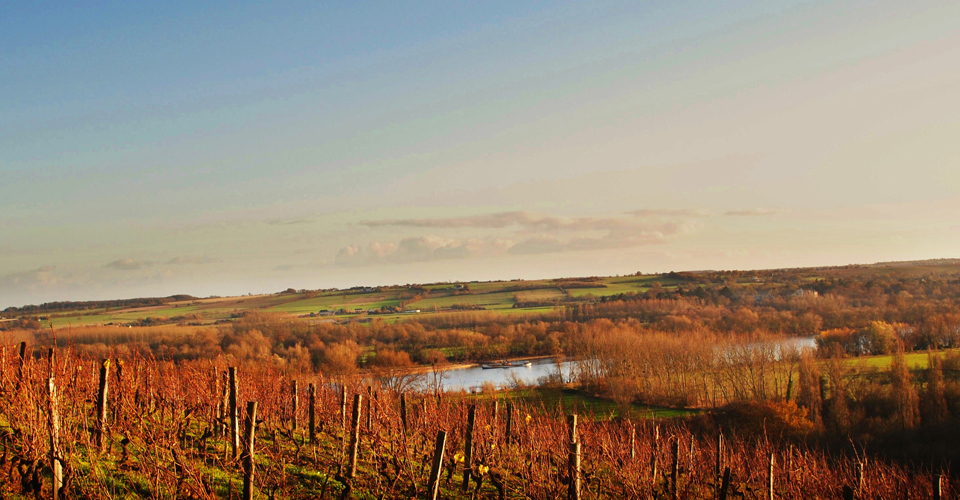 Radovi u vinogradu tokom zimskog mirovanja