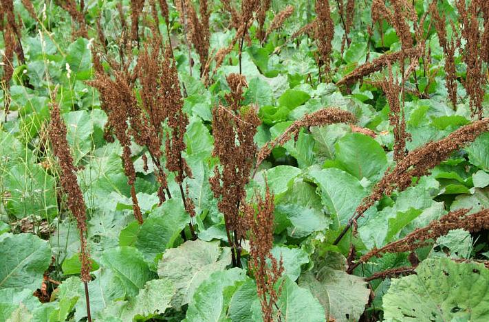 ЗЕЉЕ - Rumex patientia L.