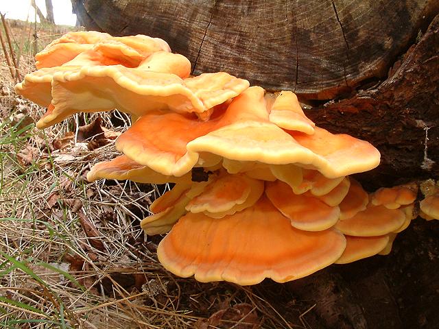 ŠUMSKO PILE (Laetiporus sulphureus)