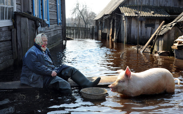 Помоћ животињама током и после поплава
