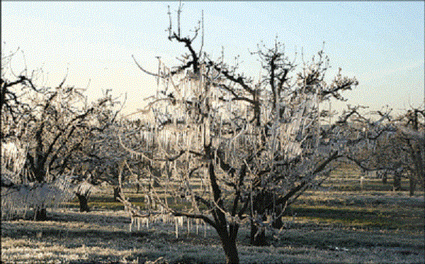 Zaštita voćaka od niskih temperatura