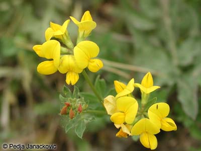 Žuti zvezdan - Lotus corniculatus L.