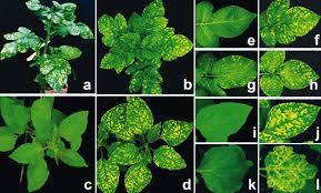 Вирус мозаика кромпира (Potato virus x)