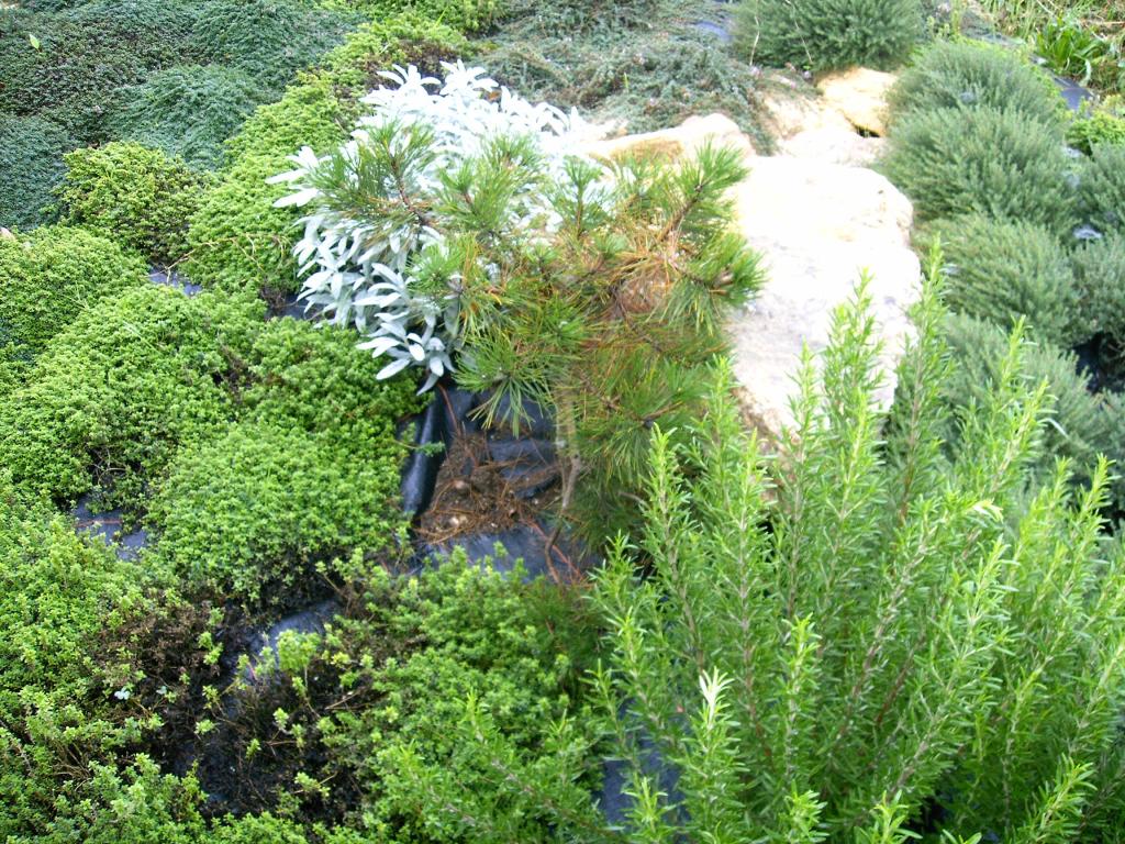 Plantažno gajenje lekovitog i aromatičnog bilja