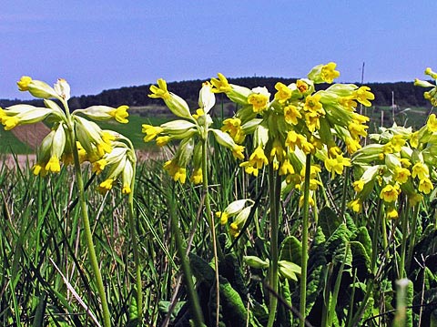 JAGORČEVINA