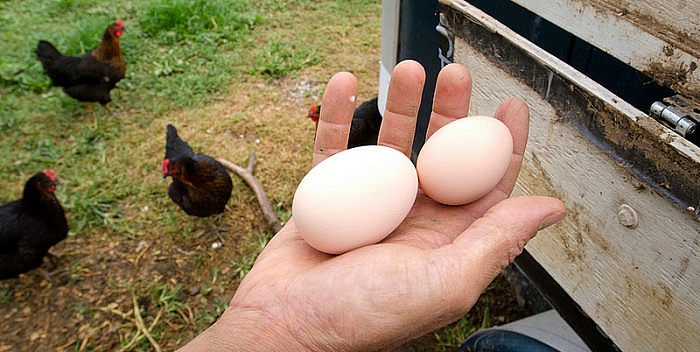 Врсте јаја и њихове разлике