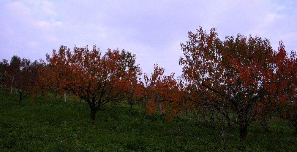 ЈЕСЕЊИ РАДОВИ У ВОЋЊАКУ
