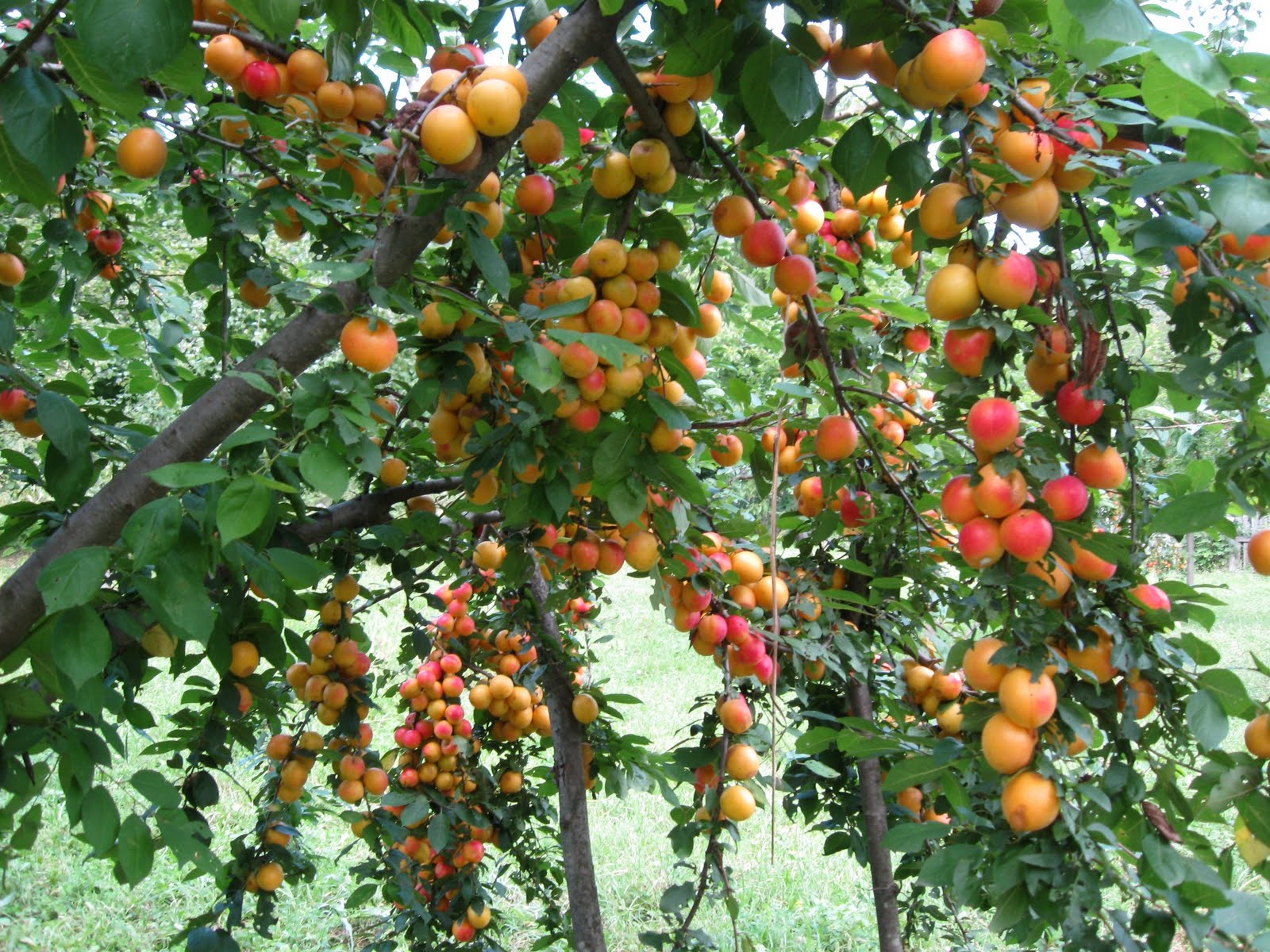 VREME SADNjE KAJSIJE I TEHNIKA SAĐENjA