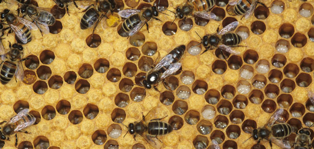 Кречно легло код пчелињих друштава