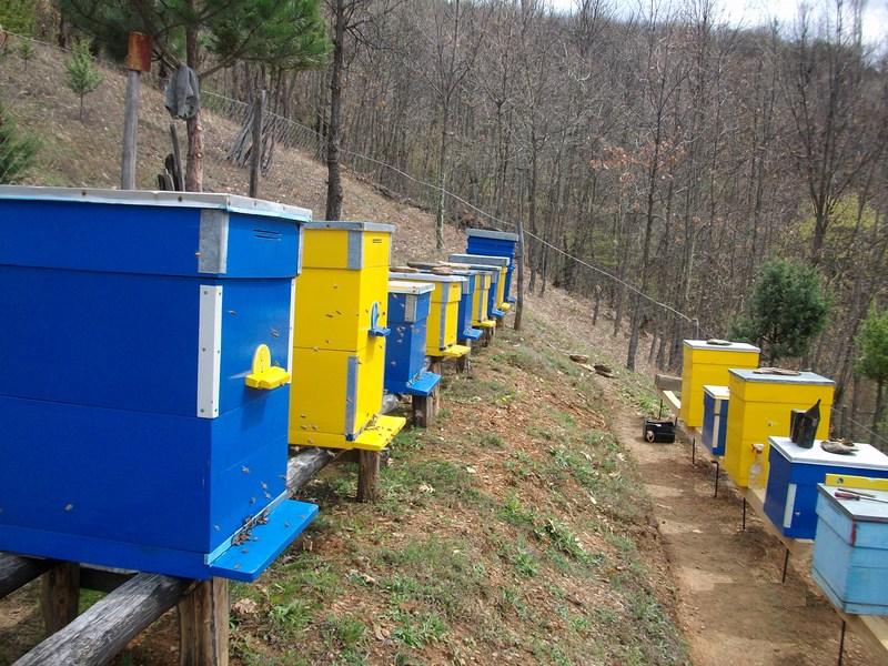 Radovi na pčelinjaku tokom marta meseca