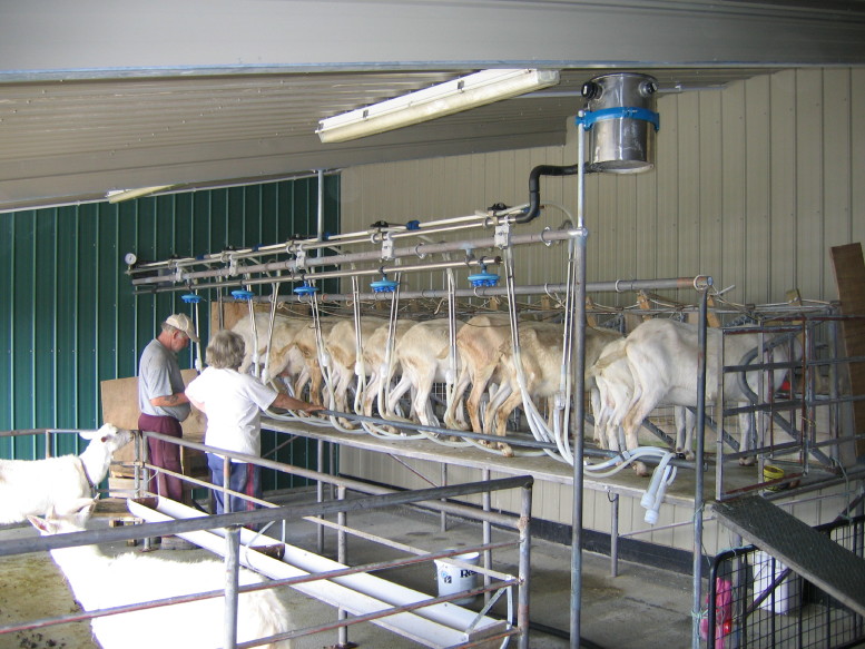 Избор начина муже на породичној фарми коза