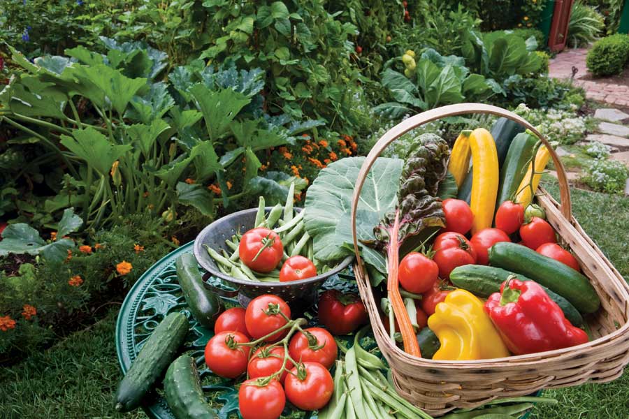 Proizvodnja povrća u sistemu dobre poljoprivredne prakse
