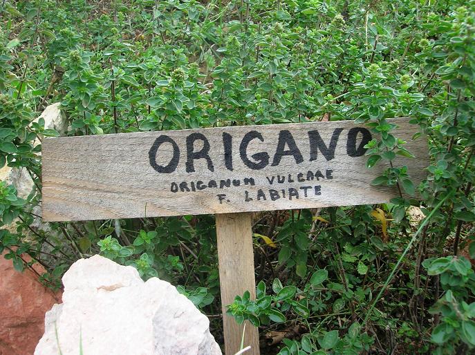 ORIGANO