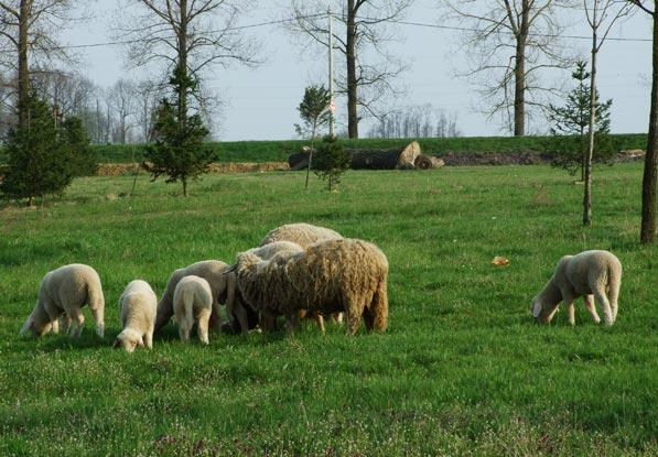 Заснивање и обнављање органског овчарског стада 