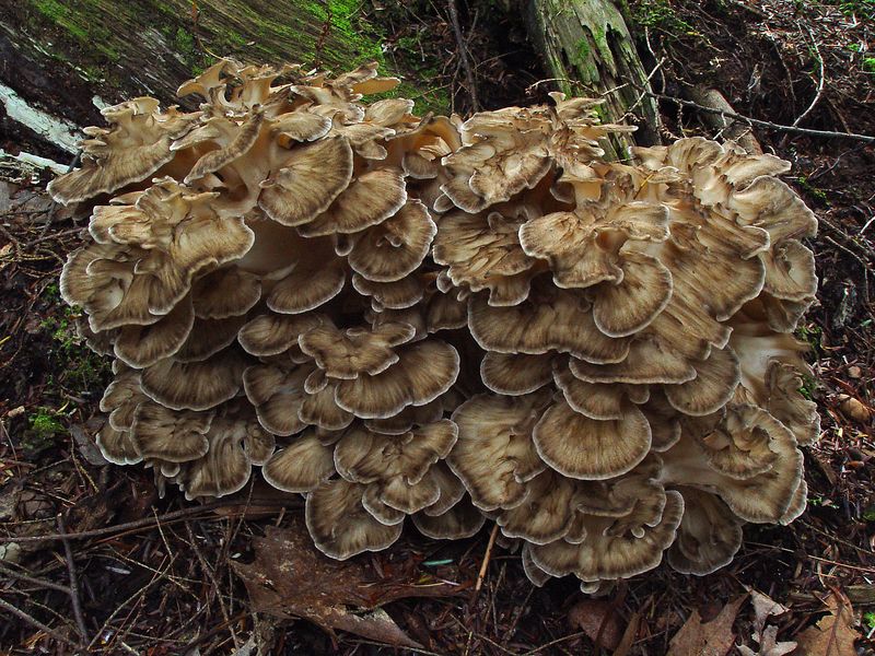 Maitake - Grifola frondosa