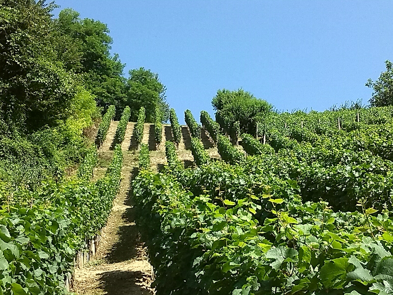 Prašenje vinograda